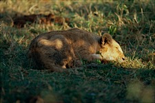 Lion-Cub-First-Light.jpg