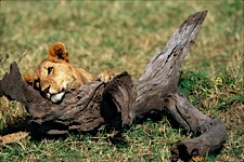 Lion-Cub-Perch.jpg
