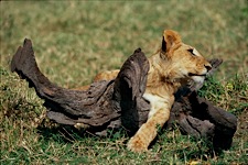 Lion-Cub-Possibility.jpg