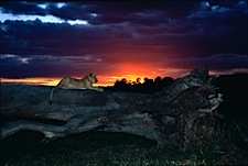 Lion-Cub-Sunset.jpg