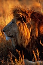 Lion-King--Left-Profile.jpg
