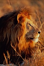 Lion-King--Right-Profile.jpg
