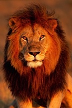 Lion-King.jpg