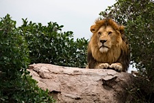 Lion-Perch.jpg