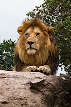 Lion-Pride.jpg