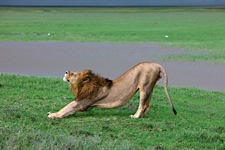 Lion-Stretch.jpg