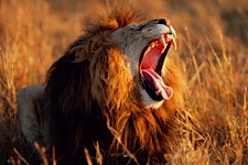 Lion-Yawn.jpg