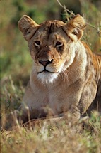 Lioness-Gaze.jpg