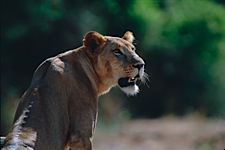 Lioness-Perch.jpg