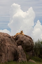 Lioness-Rock.jpg