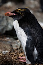 Macaroni-Penguin-Closeup.jpg