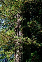 Majestic-Redwood.jpg