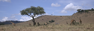 Masai-Giraffe.jpg