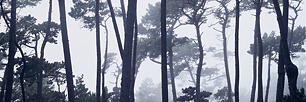 Misty-Pines.jpg