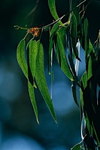 Monarch-and-Eucalyptus.jpg