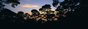 Monterey-Pine-Glow.jpg