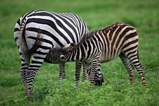 Nursing-Zebra.jpg