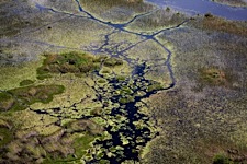Okavango-Green.jpg