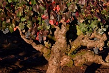 Old-Growth-Grapevines.jpg