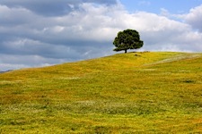 One-Tree-Hill.jpg