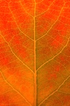 Orange-Aspen-Leaf-Detail.jpg