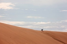 Oryx-Dune.jpg