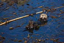 Otter-Calling.jpg