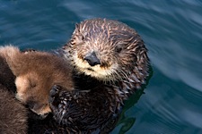 Otter-Care.jpg