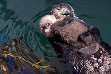 Otter-Float.jpg