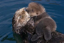 Otter-Kiss.jpg