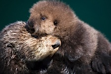 Otter-Pup-Awakening.jpg