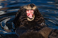 Otter-Smile.jpg