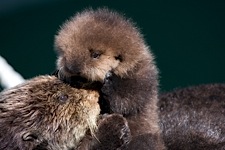 Otter-Snuggle.jpg
