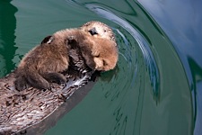 Otters-First-Swim.jpg