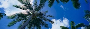 Palm-Tree-Canopy-and-Blue-Skies.jpg