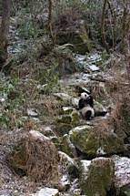 Panda-Forest.jpg