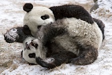 Panda-Friends.jpg