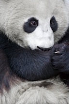 Panda-Hug.jpg