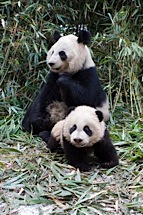Panda-Mom-and-Baby.jpg