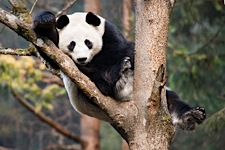 Panda-Perch.jpg