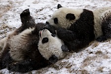 Panda-Playtime.jpg
