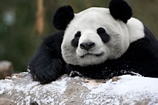 Panda-Siesta.jpg