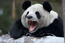 Panda-Smile.jpg