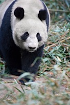 Panda-Stroll.jpg