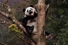 Panda-the-Lionheart.jpg