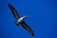 Pelican-Soaring.jpg