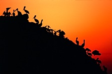 Pelican-Sunset.jpg
