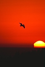 Pelican-and-Falling-Sun.jpg