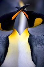 Penguin-Kiss.jpg