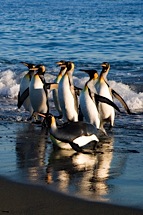 Penguin-Shores.jpg